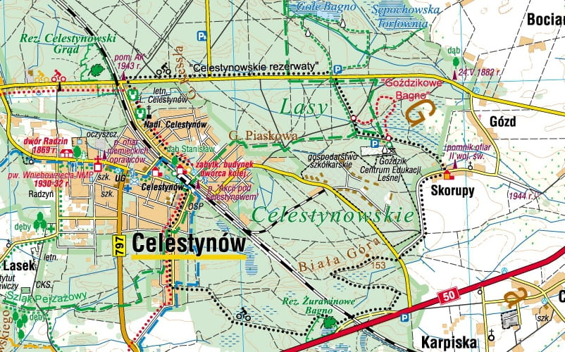 Gdzie zbierać grzyby pod Warszawą w 2025 roku: sprawdzone lokalizacje i wskazówki