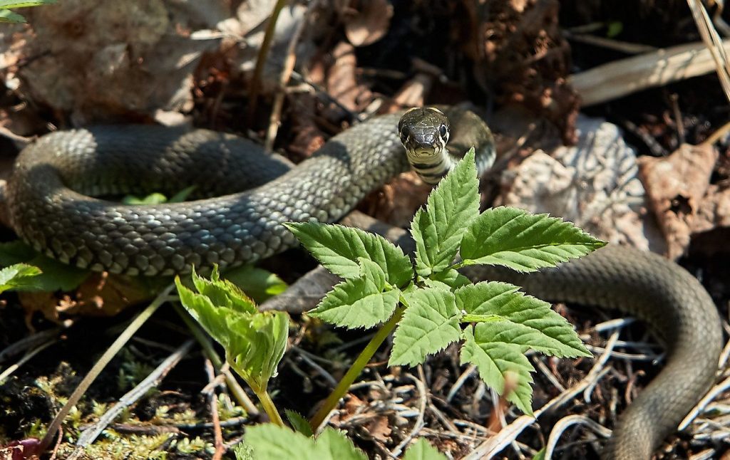 Co zrobić, gdy ukąsi żmija podczas grzybobrania w Polsce 2025 – instrukcja krok po kroku
