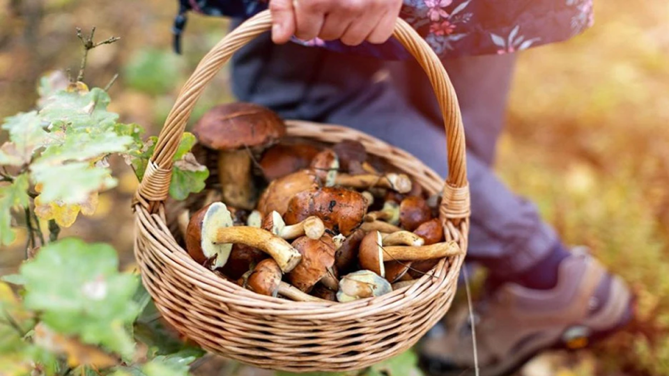 Grzybobranie 2025. Gdzie na grzyby w Łódzkiem? Lista lokalizacji i porady