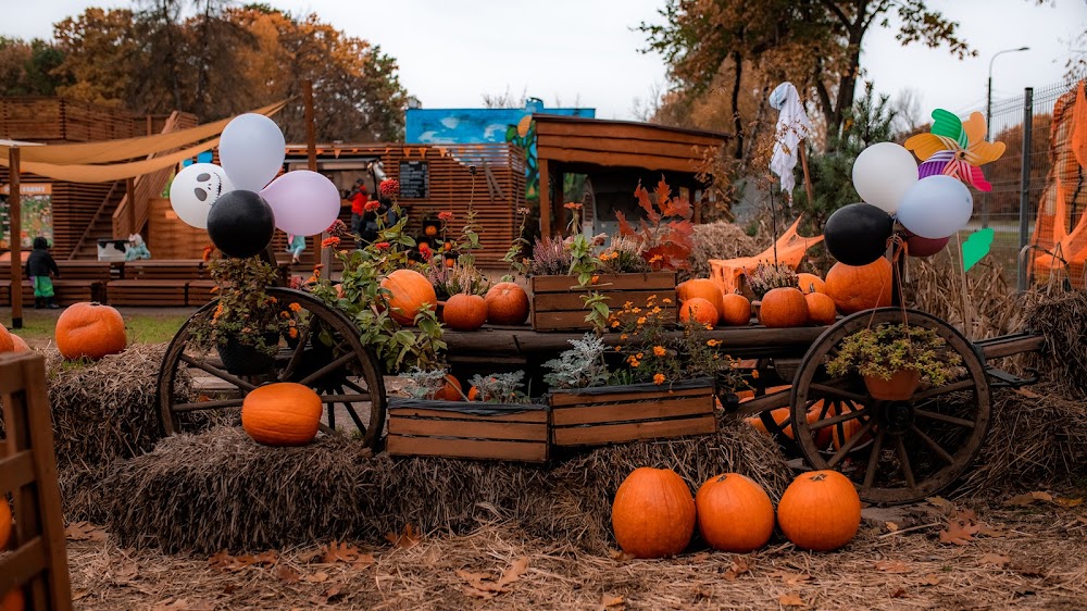 Farmy dyniowe w Polsce 2025: dokąd pojechać i co zobaczyć, najlepsze lokalizacje
