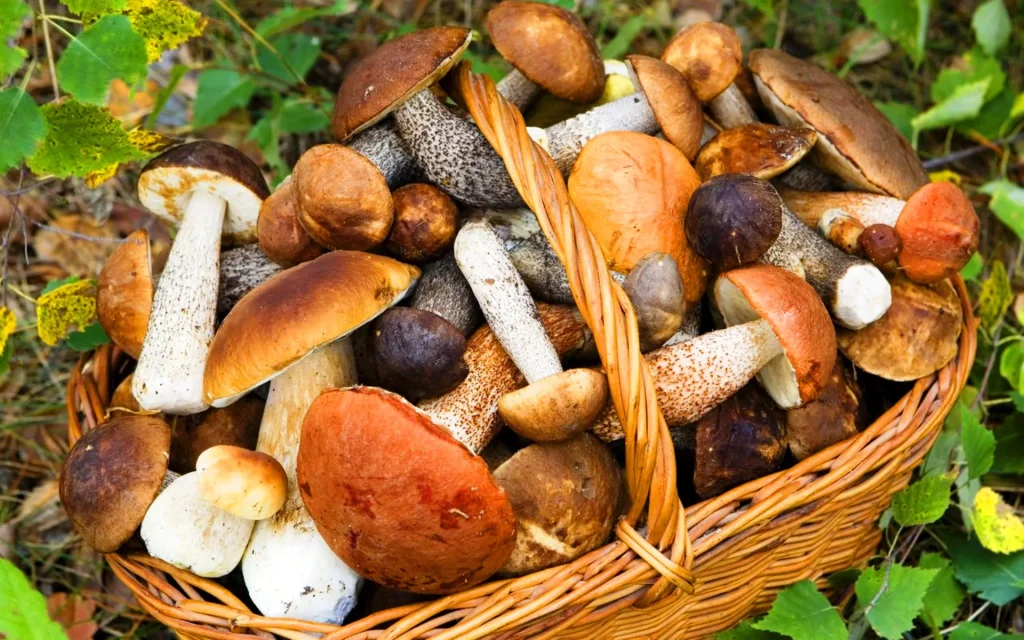 Gdzie zbierać grzyby pod Warszawą w 2025 roku: sprawdzone lokalizacje i wskazówki