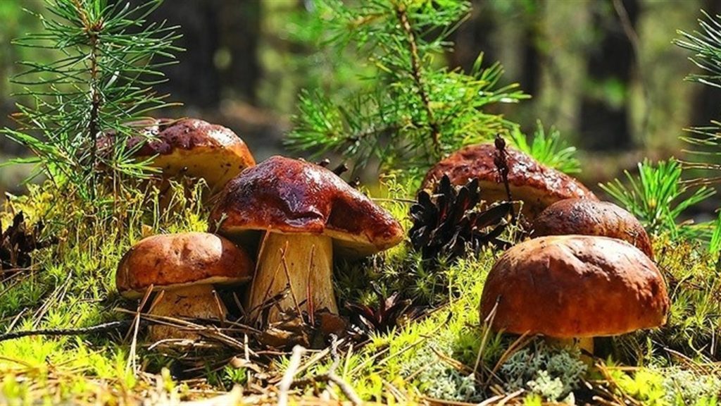 Miejsca na grzyby w Gdańsku 2025: gdzie zbierać grzyby, najlepsze lokalizacje i porady