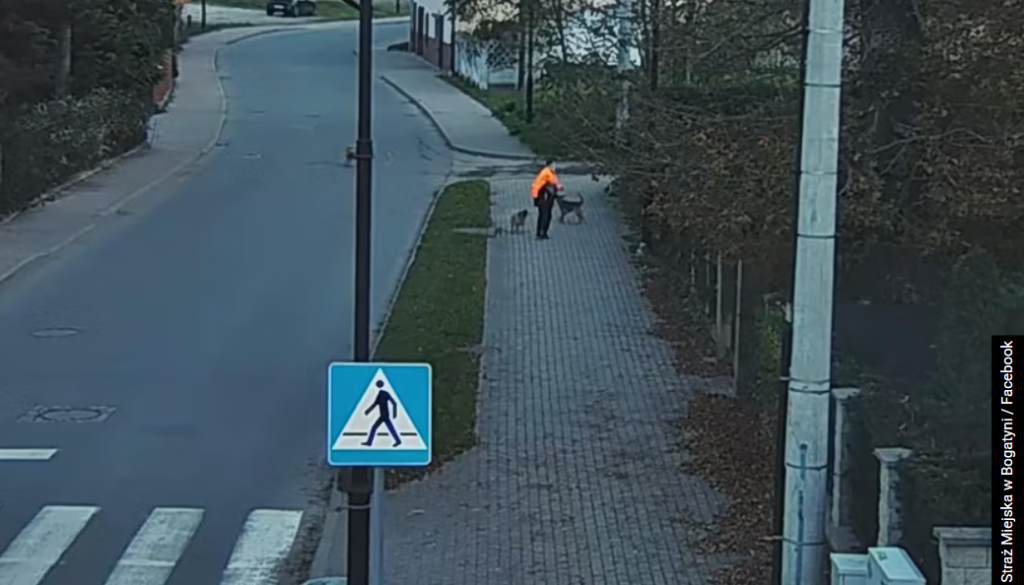 Dramat w Bogatyni: sfora psów zaatakowała chłopca, uratował go kierowca