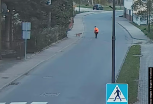 Dramat w Bogatyni: sfora psów zaatakowała chłopca, uratował go kierowca