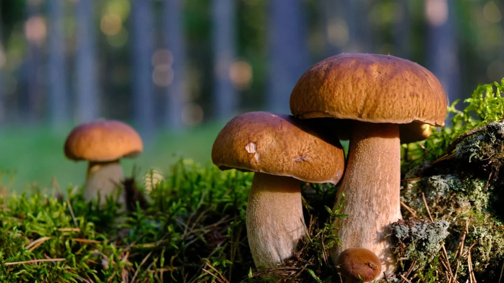Grzybowe miejsca w województwie podkarpackim 2025: gdzie zbierać