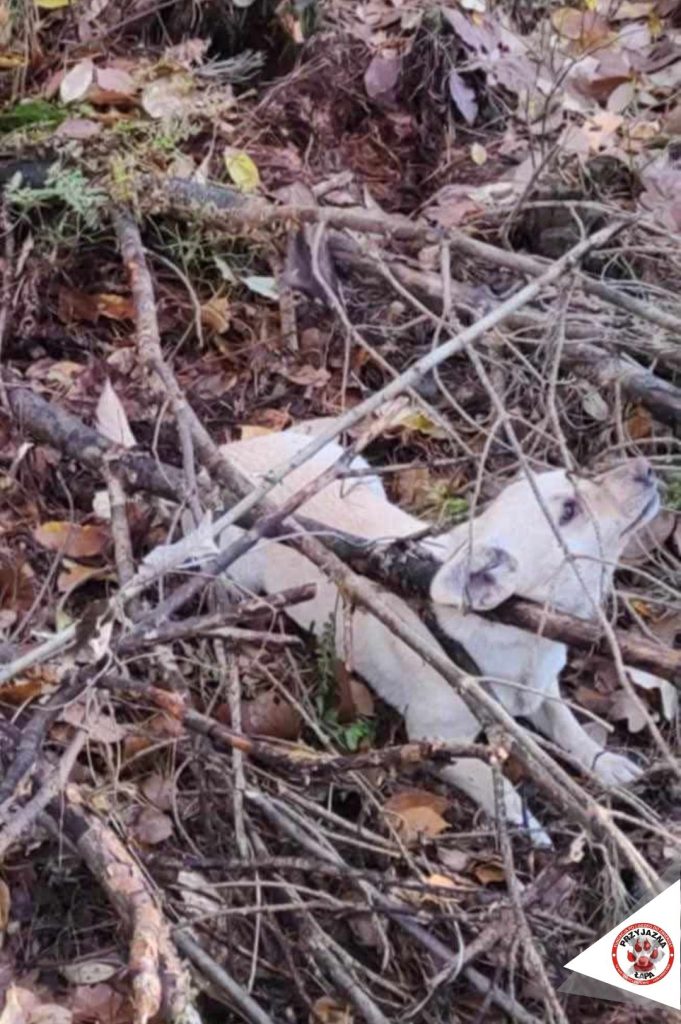 Dramat w lesie pod Puławami – dwa psy przywiązane do drzewa, jeden nie przeżył