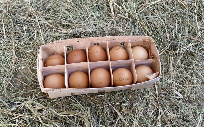 Wzrost cen jaj przed świętami. Producenci zapewniają pełną dostępność