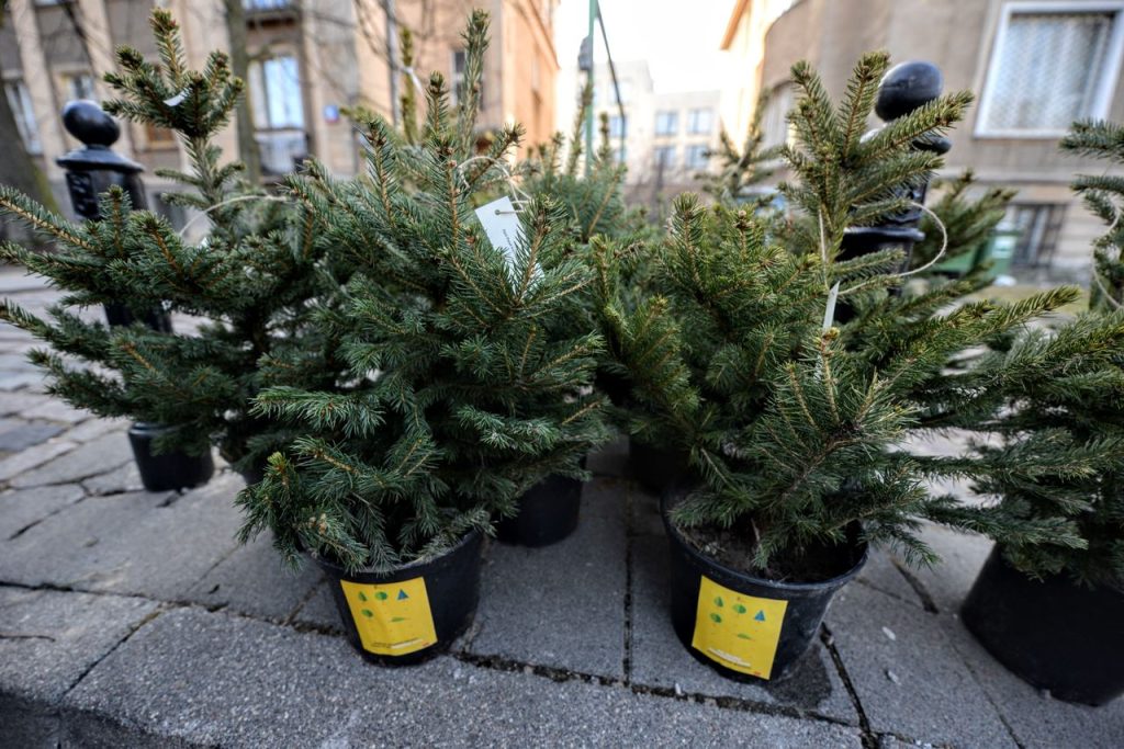 Choinki 2025 w Krakowie: lista miejsc sprzedaży i aktualne ceny
