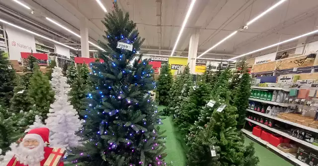 Ceny choinek 2025 w Łodzi: ile zapłacisz na rynkach i w sklepach