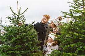 Jak wybrać idealną choinkę? Proste triki na piękne i pachnące drzewko