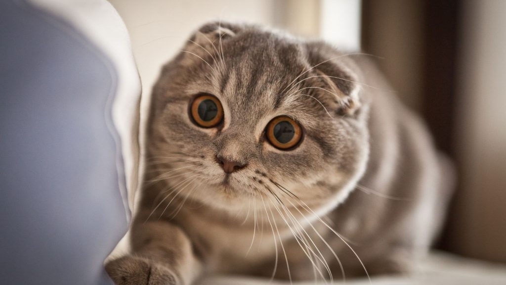 Dlaczego Niderlandy zakazały hodowli kotów Scottish Fold i Sphynx oraz czy podobna decyzja grozi Polsce