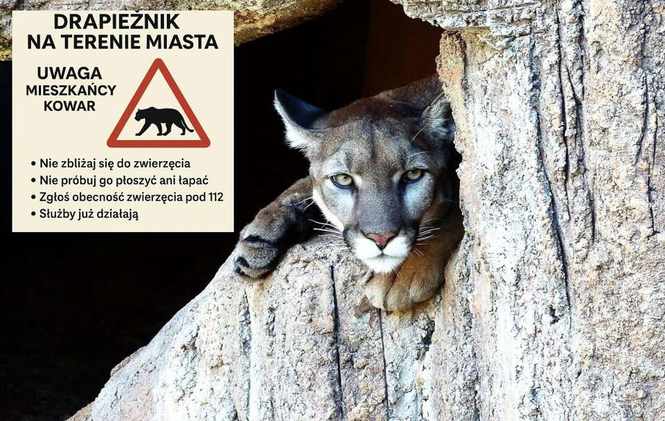 Puma widziana w Polsce. Co wiadomo o drapieżniku i gdzie go zauważono