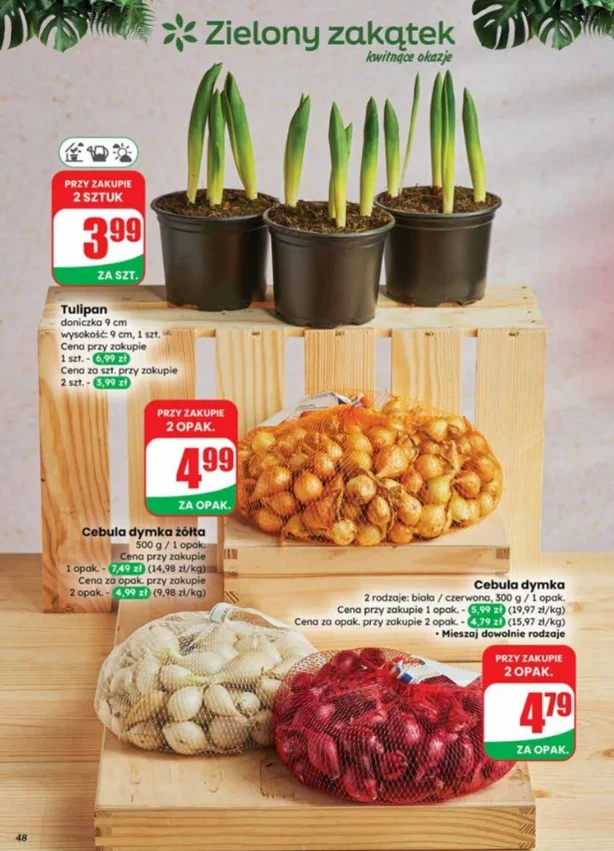 Dino rusza z ofertą ogrodową 2026. Ile kosztują tulipany i cebula dymka?