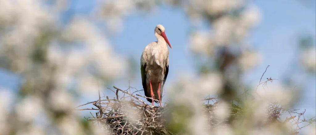 Pogoda w Polsce – prognoza na wiosnę 2026. Co nas czeka w Wielkanoc i majówkę?