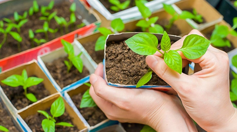 Kalendarz siewu na marzec 2026: korzystne i niekorzystne daty