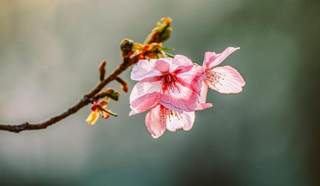 Pogoda w Polsce – prognoza na wiosnę 2026. Co nas czeka w Wielkanoc i majówkę?