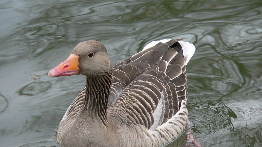 Ptasia grypa w Krakowie. Pilne ostrzeżenie dla mieszkańców miasta i okolic