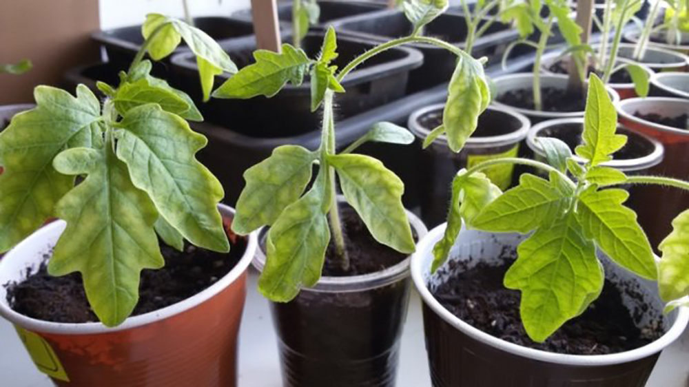 Kiedy siać pomidory w Polsce 2026: terminy, porady i najbardziej plenne odmiany