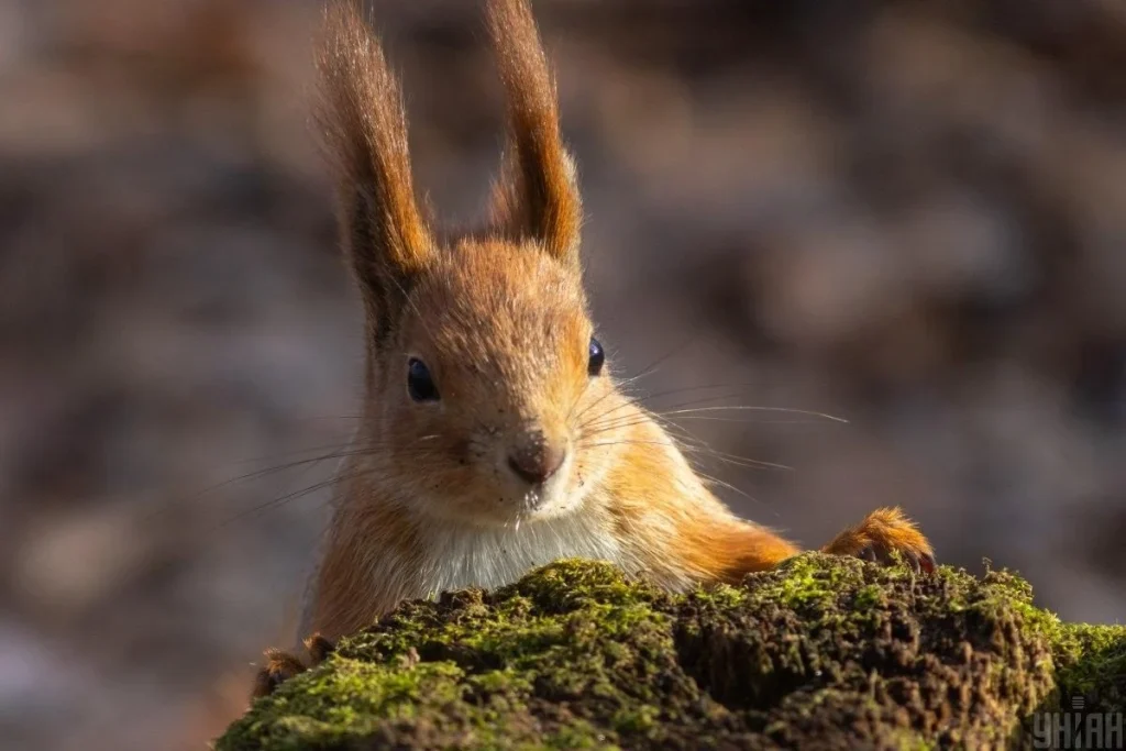 Ochłodzenie w Polsce w marcu 2026: prognoza synoptyków, kiedy spadną temperatury i pojawi się deszcz ze śniegiem