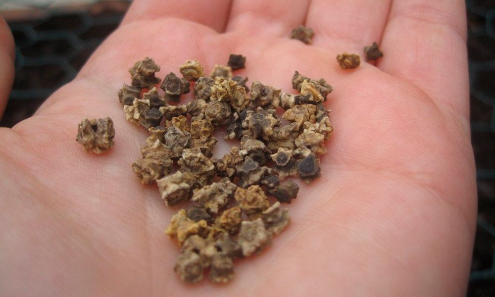 Kiedy siać buraki w Polsce w 2026 roku: terminy, porady i najlepsze odmiany