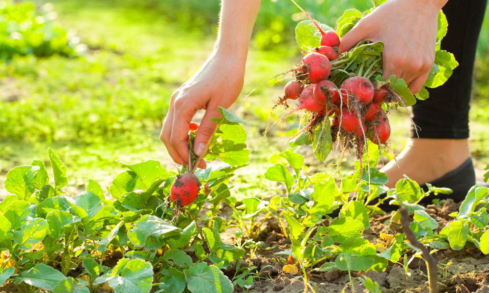 Siew rzodkiewki w Polsce wiosną 2026 – terminy, odmiany i wskazówki ogrodników