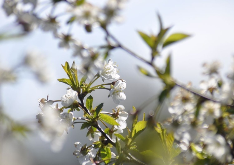 Pogoda na Wielkanoc w Polsce: śnieg, deszcz i chłód – prognoza 2026 