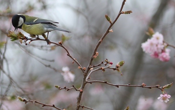 Prognoza pogody na koniec marca 2026: spadek temperatur i możliwy śnieg w Polsce