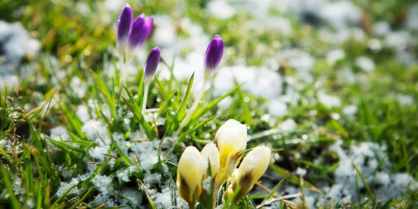 Prognoza pogody na koniec marca 2026: spadek temperatur i możliwy śnieg w Polsce