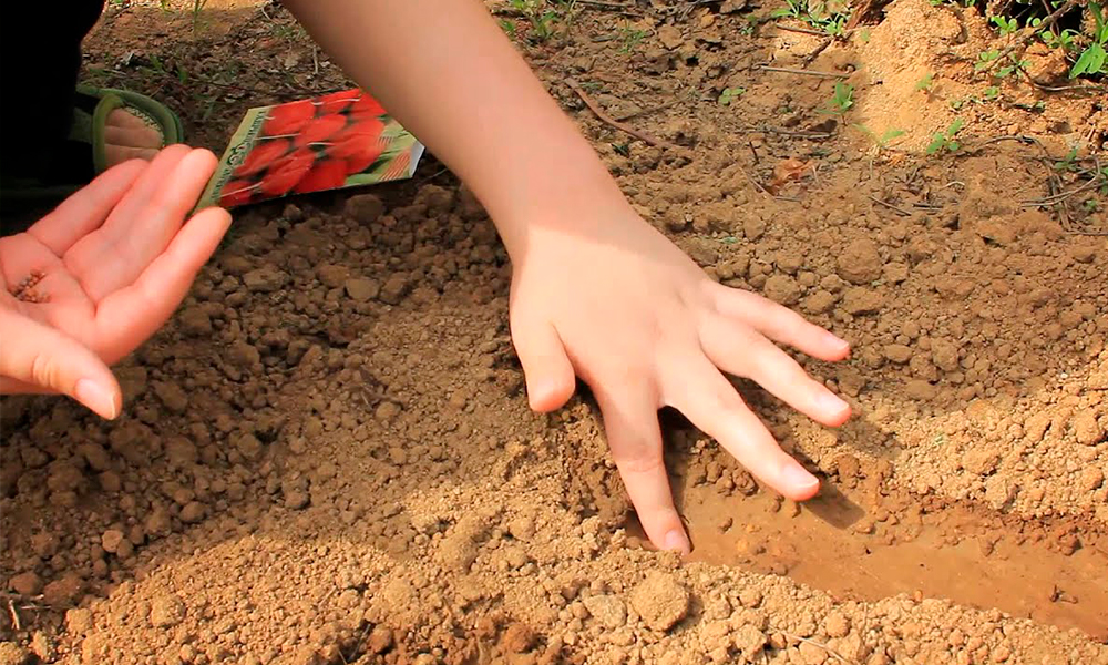 Siew rzodkiewki w Polsce wiosną 2026 – terminy, odmiany i wskazówki ogrodników