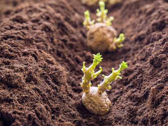 Kiedy sadzić ziemniaki w Polsce w 2026 roku: terminy, porady i najlepsze odmiany