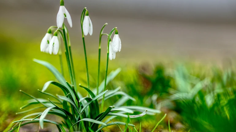 Prognoza pogody w Polsce w marcu i kwietniu 2026: ciepły początek wiosny i możliwe ochłodzenie