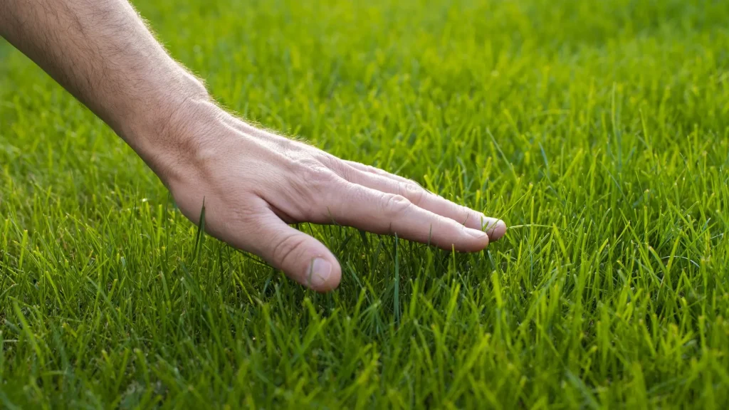 Trawa do siewu: jak wybrać, najlepsze odmiany i ceny w Polsce 2026