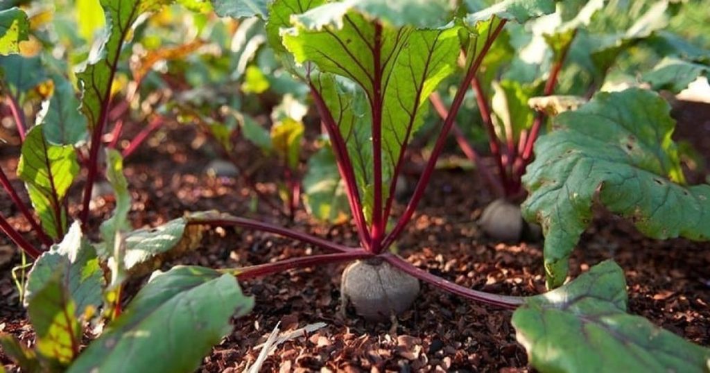 Kiedy siać buraki w Polsce w 2026 roku: terminy, porady i najlepsze odmiany