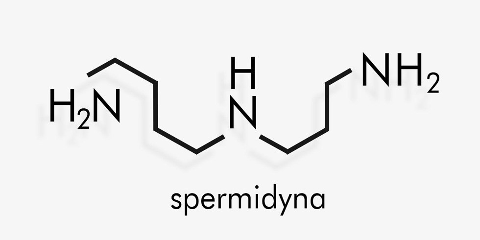 Spermidyna pod lupą naukowców. Popularny składnik suplementów może wspierać rozwój raka.