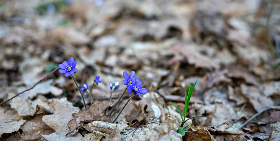 Pogoda w Polsce się odwróci. Nadchodzi ochłodzenie i możliwy śnieg
