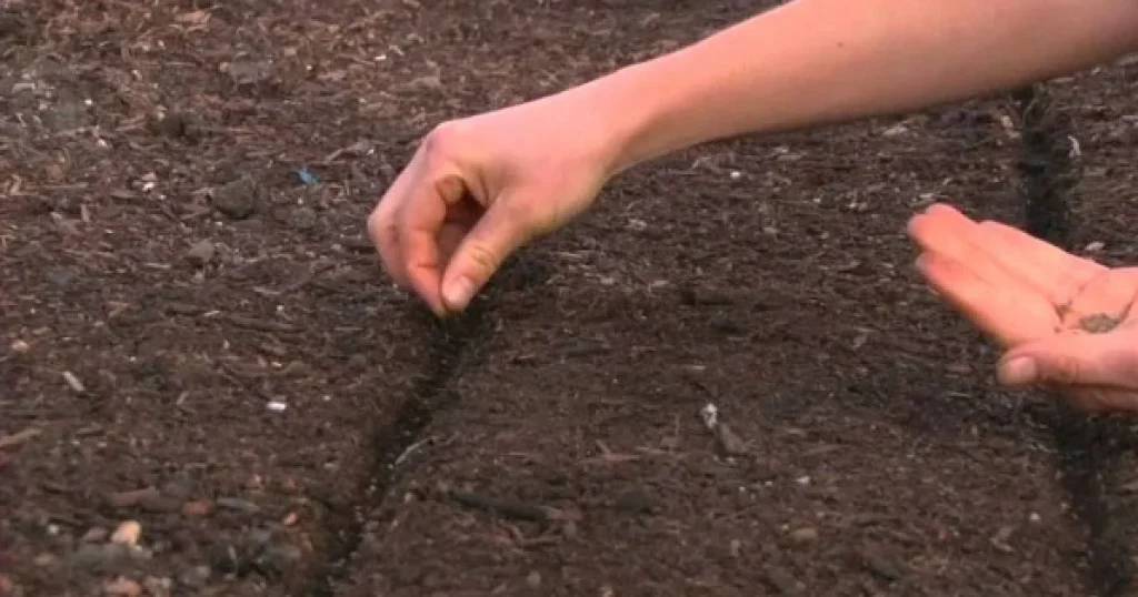 Kiedy siać marchew w Polsce 2026: porady i najlepsze odmiany na duże plony