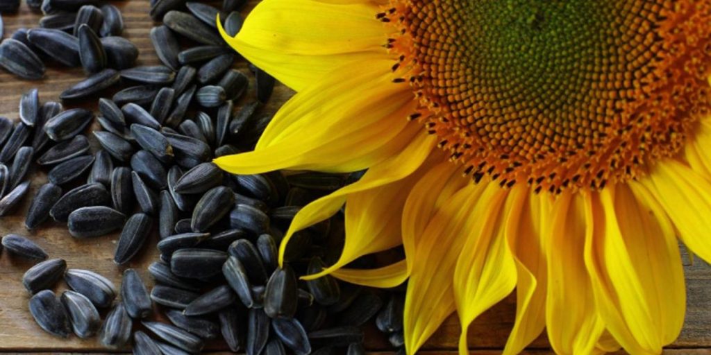 Kiedy sadzić słonecznik w Polsce w 2026 roku: terminy, porady i najlepsze odmiany