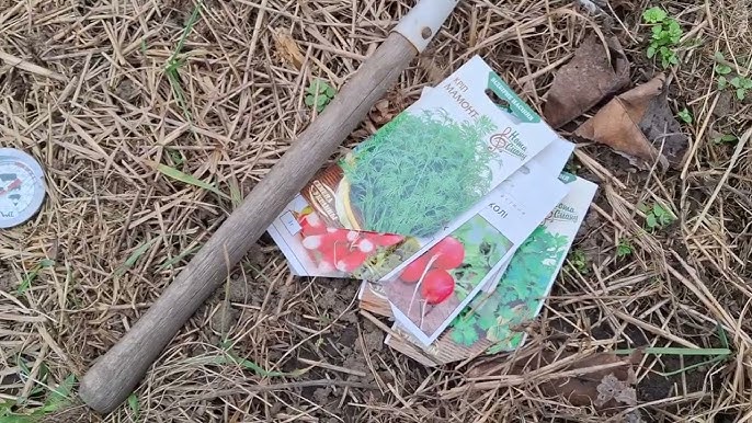 Kiedy siać pietruszkę i koper w ogrodzie w Polsce 2026 – najlepsze terminy