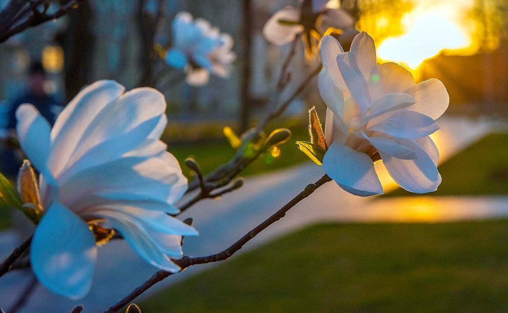 Wiosna 2026: astronomiczna, kalendarzowa i meteorologiczna – różnice wyjaśnione