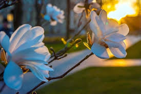 Ochłodzenie w Polsce w marcu 2026: prognoza synoptyków, kiedy spadną temperatury i pojawi się deszcz ze śniegiem