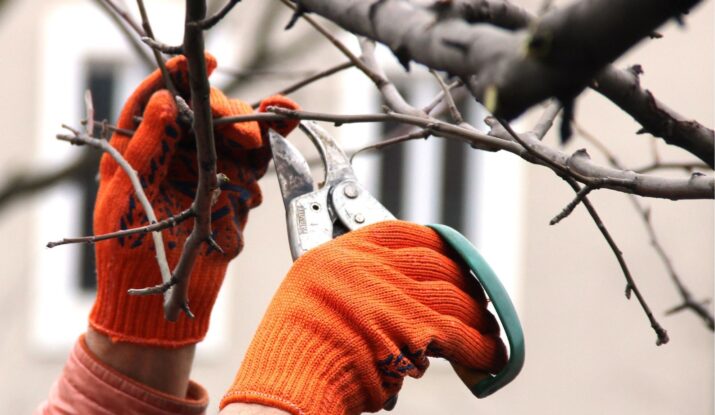 Wiosenne przycinanie drzew w Polsce: terminy, przepisy i praktyczne porady ogrodników