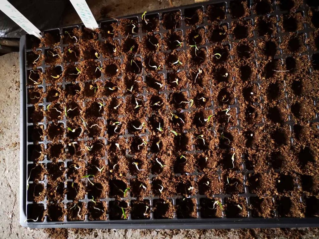 Kiedy siać pomidory na rozsadę w 2026 roku w Polsce: najlepsze daty, porady i odmiany