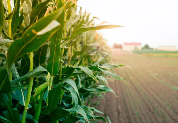 Kiedy sadzić słonecznik w Polsce w 2026 roku: terminy, porady i najlepsze odmiany