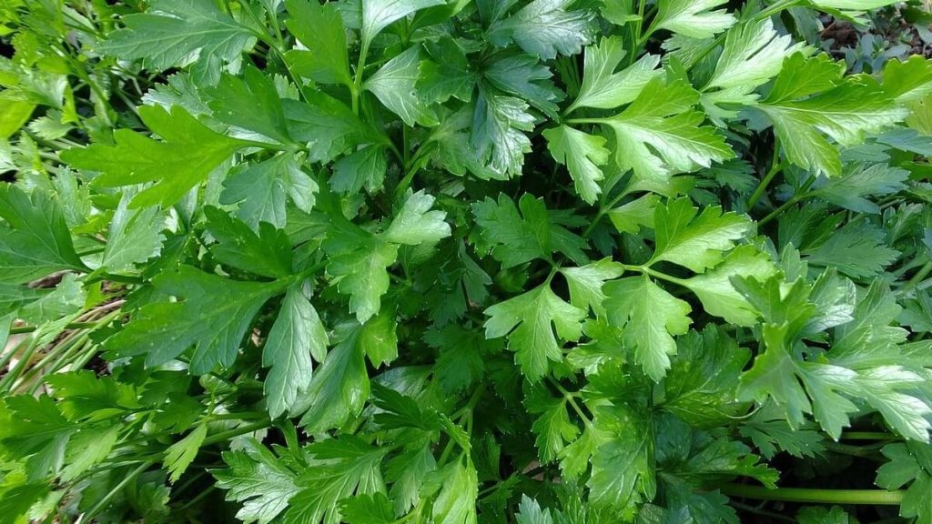 Kiedy siać pietruszkę i koper w ogrodzie w Polsce 2026 – najlepsze terminy