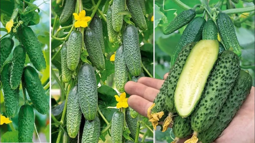 Najlepsze odmiany ogórków w Polsce w 2026 roku: lista i co wybrać do ogrodu Najlepsze odmiany ogórków w Polsce w 2026 roku: lista i co wybrać do ogrodu
