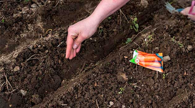 Kiedy siać marchew w Polsce 2026: porady i najlepsze odmiany na duże plony
