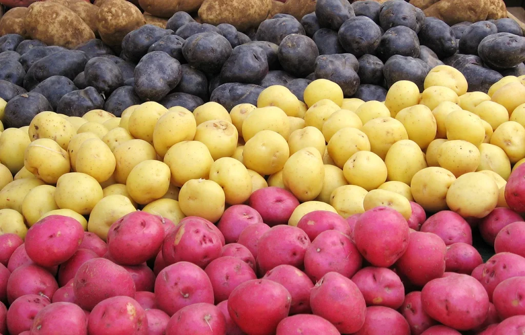 Najlepsze odmiany ziemniaków w Polsce w 2026 roku: lista i co wybrać do uprawy