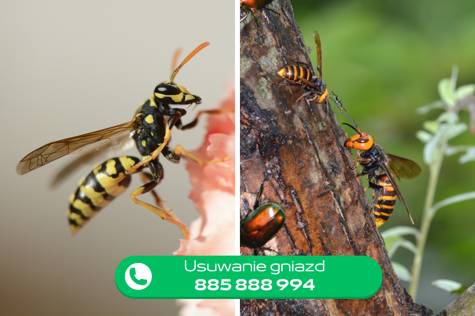 Gniazdo os przy domu – dlaczego nie warto usuwać go samodzielnie?