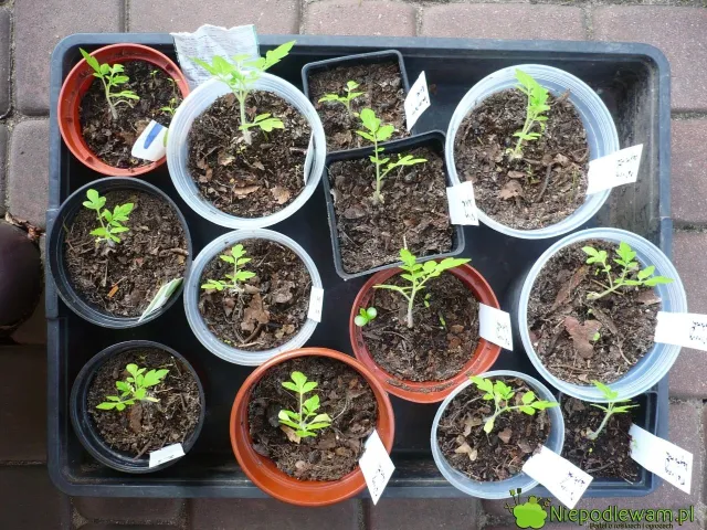 Kiedy siać pomidory na rozsadę w 2026 roku w Polsce: najlepsze daty, porady i odmiany