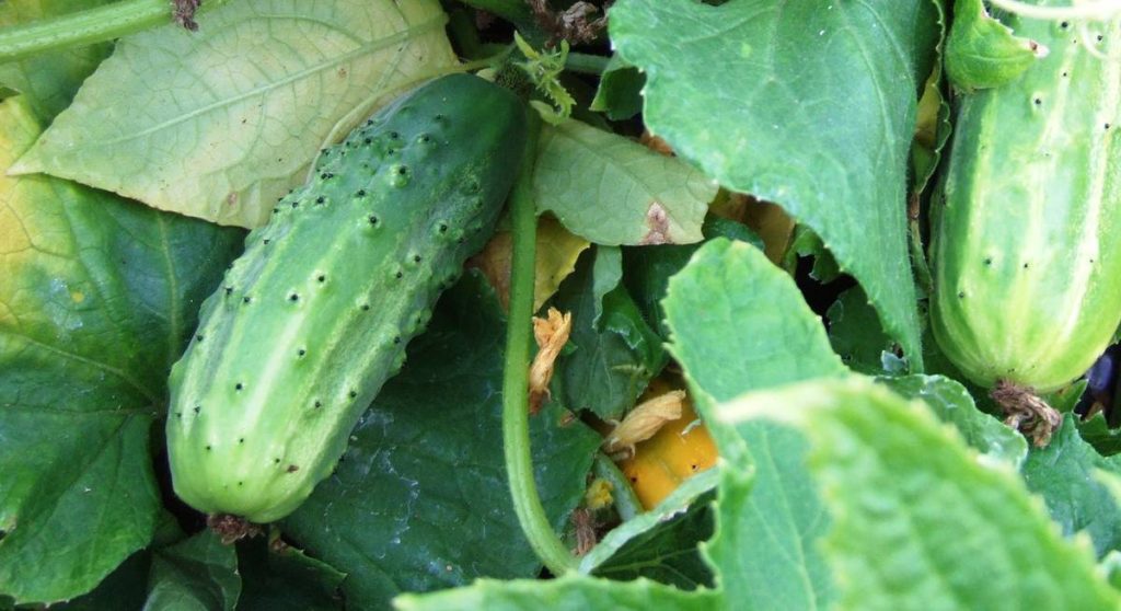 Najlepsze odmiany ogórków w Polsce w 2026 roku: lista i co wybrać do ogrodu